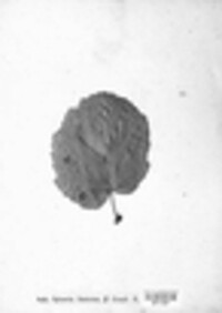 Mamianiella coryli image